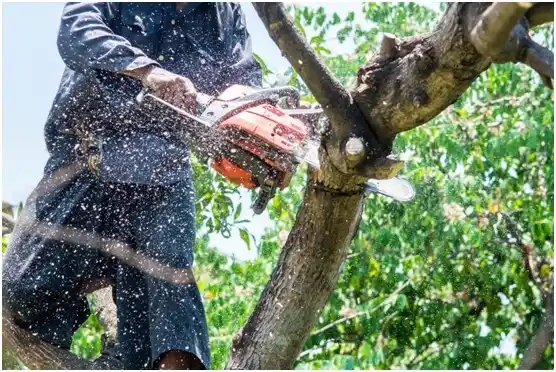 tree services Coon Valley
